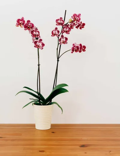 Orchid