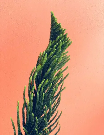 Fern Blechnum Gibbum